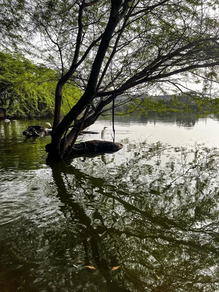 Nature
